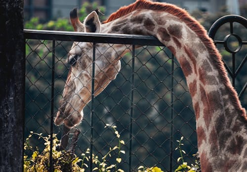 Taronga Zoo med färja